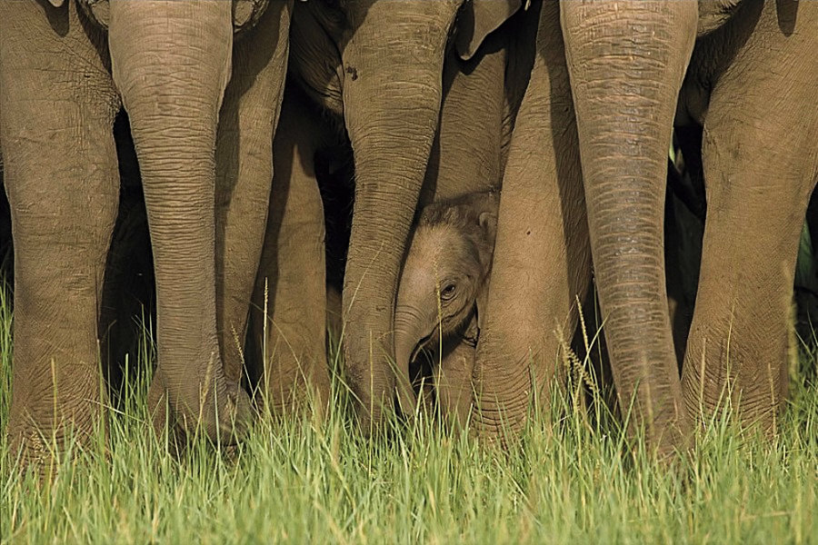 Elephants and young