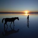 sunset-ocean-shore-horse