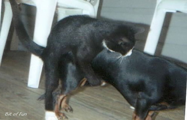 cat mounting a dog