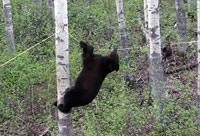 Bear on a Wire