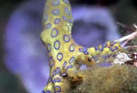Colorful Ocean Creatures