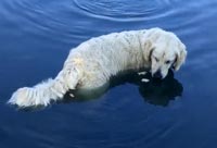 Canine Catching Fish