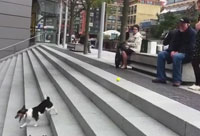 Playing Fetch by Themselves