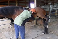 Horse Likes Belly Scratched