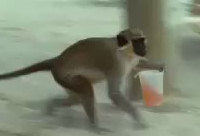 Monkeys and Alcohol