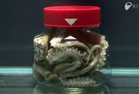 Octopus Escapes Jar