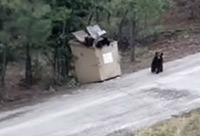 Bear Rescue