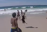 Soccer Dog