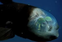 Incredible Deep Sea Oddities