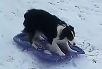 Dog Takes Herself Sledding
