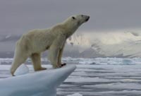 Hungry Polar Bear Surprises a Seal