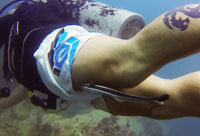 A Remora for a Dive Buddy