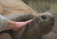 Do Tortoises Like Being Touched?